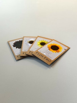 Fröpaket Sunflower - fyra sorter