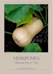 Myskpumpa - Butternut Pixy F1, EKO