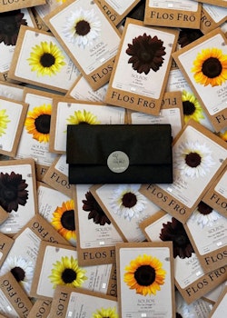 Fröpaket Sunflower - fyra sorter