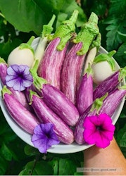 Aubergine - Tsakoniki