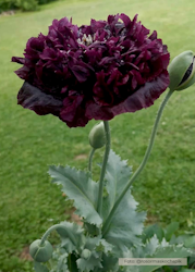 Pionvallmo - Black Peony
