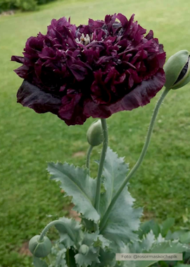 Pionvallmo - Black Peony