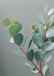 Eukalyptys - Heart Leaf Mallee