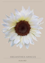 Solros - F1 "Pro Cut White Nite"