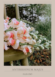 Lejongap - Maryland Appleblossom