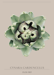 Kronärtskocka - Green Globe