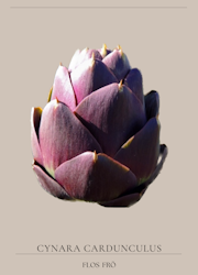 Kronärtskocka - Purple of Romagna
