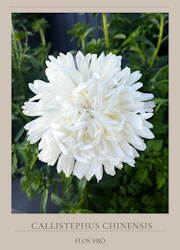 Aster - King Size White