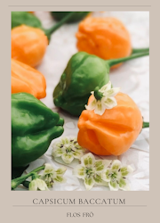 Chili - Aji Mango