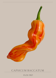 Chili - Sugar Rush Stripey