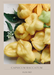 Chili - Aji Fantasy