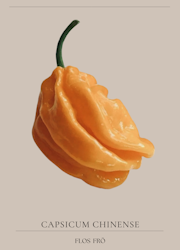 Chili - Numex Suave Orange