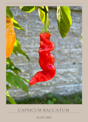 Chili - Sugar Rush Red