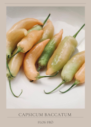 Chili - Sugar Rush Peach