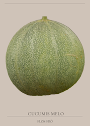 Melon - Petit Gris de Rennes EKO