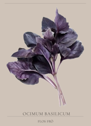 Basilika - Deep Purple EKO