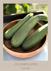 Zucchini - Black Beauty EKO