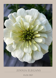 Zinnia - Oklahoma White