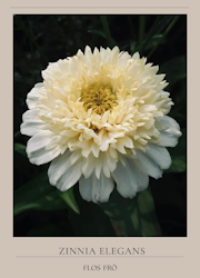Zinnia - Zinderella White