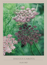 Blomstermorot - Purple Kisses