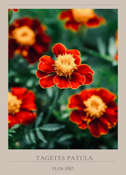 Tagetes - High Dune EKO