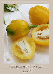 Chili - Aji Tangerine