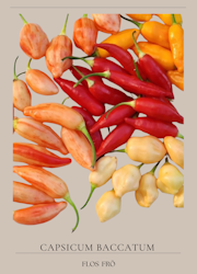 Chili - Aji Omnicolar x Aji White fantasy