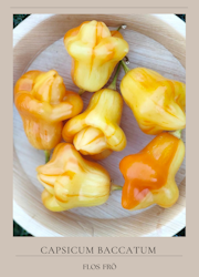 Chili - Aji Fantasy Stripey