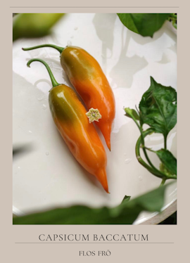Chili - Aji Amarillo