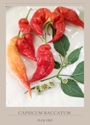 Chili - Aji Strawberry