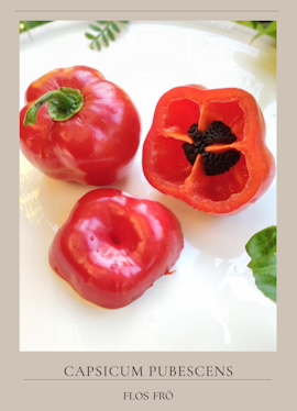 Chili - Rocoto Arequipa Giant