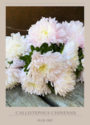Aster - King Size Appleblossom
