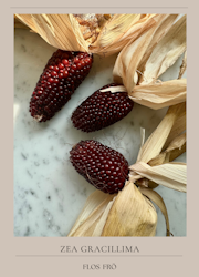 Popcornmajs - Red Strawberry