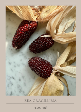 Popcornmajs - Red Strawberry