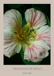 Buskkrasse - Tip Top Pink Blush