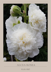 Stockros - Chater’s White