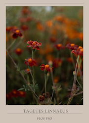 Linnétagetes - Burning Embers