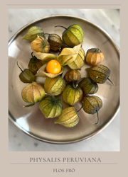 Physalis - Kapkrusbär