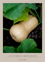 Myskpumpa - Butternut Pixy F1, EKO