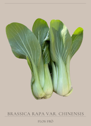 Pak Choi - EKO