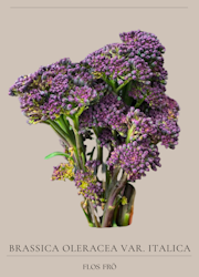 Sparrisbroccoli - Violet, EKO