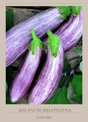 Aubergine - Tsakoniki