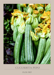 Zucchini - Costata Romanesco EKO