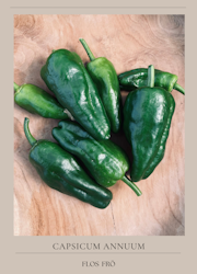 Chili - Padron