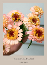 Zinnia - Zinderella Peach
