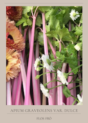Stjälkselleri - Chinese Pink EKO