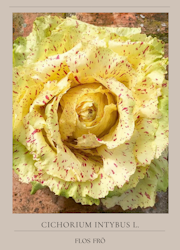 Rosensallat Radicchio - Variegato di Castelfranco EKO
