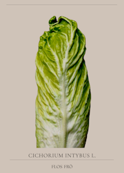 Rosensallat Radicchio - Pan di Zucchero EKO