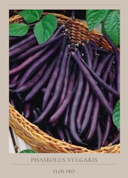 Fransk brytböna - Purple Queen EKO