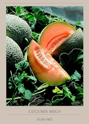 Melon - Best Jumbo EKO